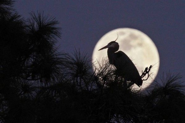 Фото птица с луной