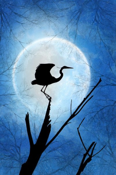 Луна и птицы