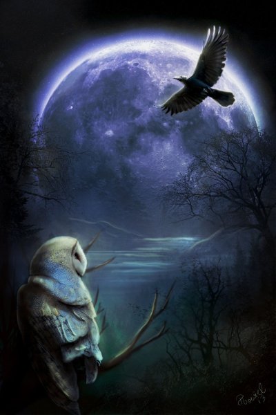 Сова на фоне Луны