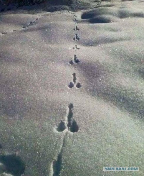 Смешные следы на снегу
