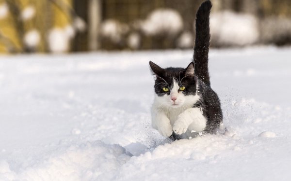 Кошка зима