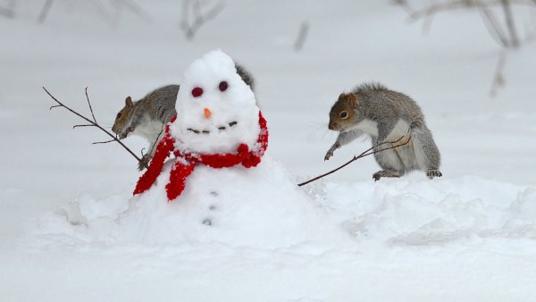 Животные в снегу