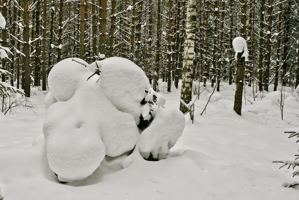 Снежные зверюшки