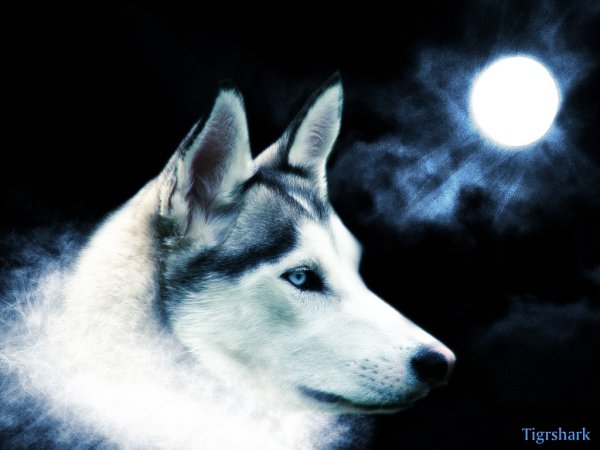 Собака Луна