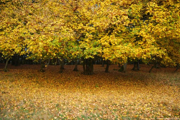 Осенняя Полянка