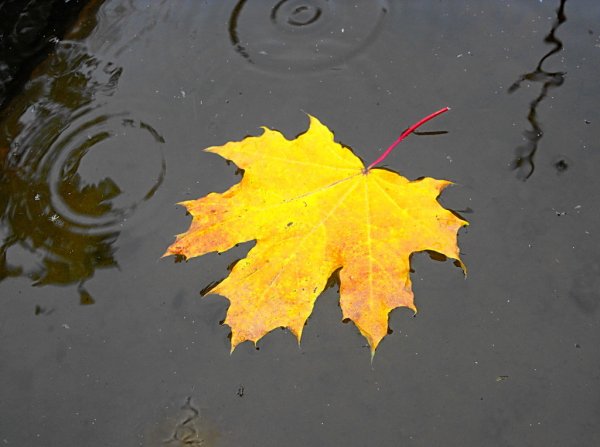 Осенние листья на воде