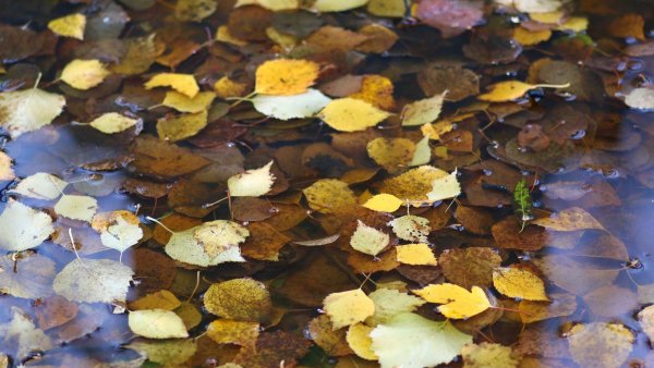 Осенние листья в луже