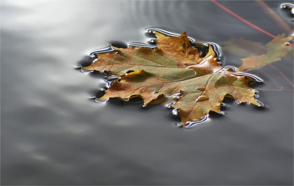 Лист клена на воде