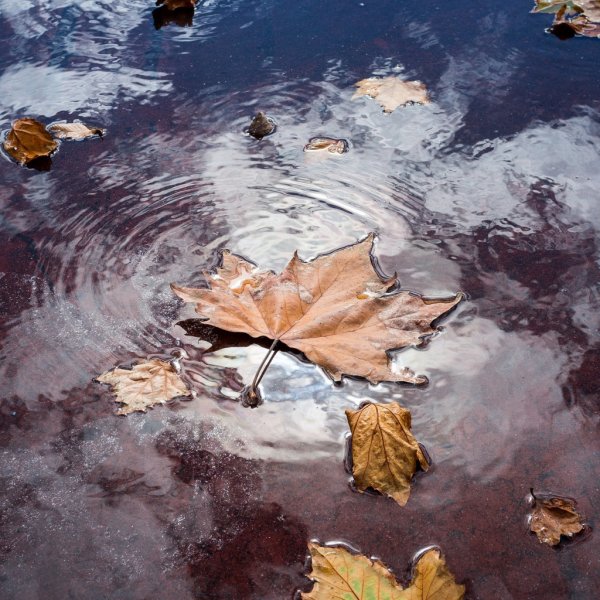 Осенние листья в луже