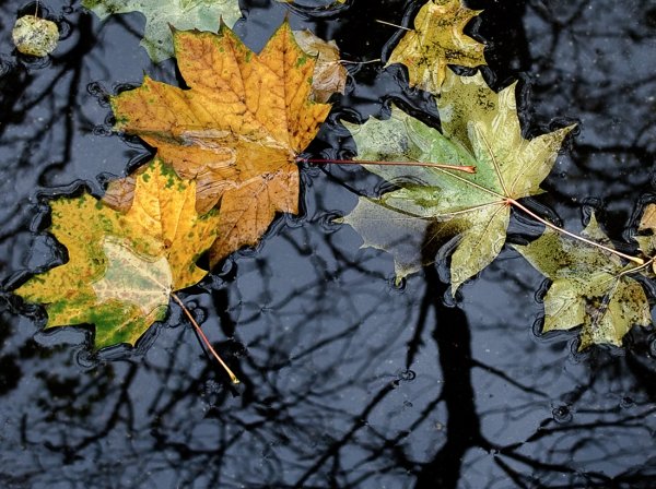 Осень лужи листья
