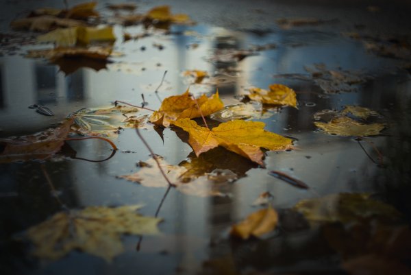 Листья в воде осень