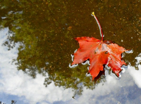 Листья в луже