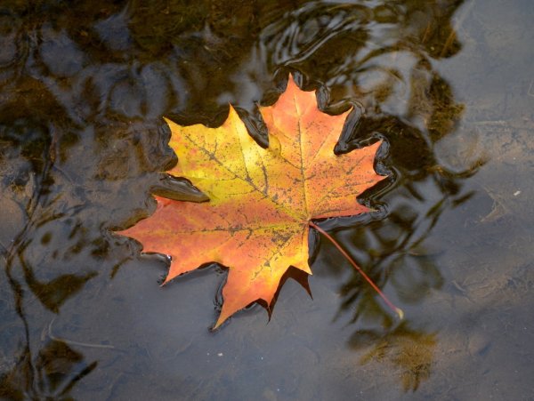 Осенние листья на воде