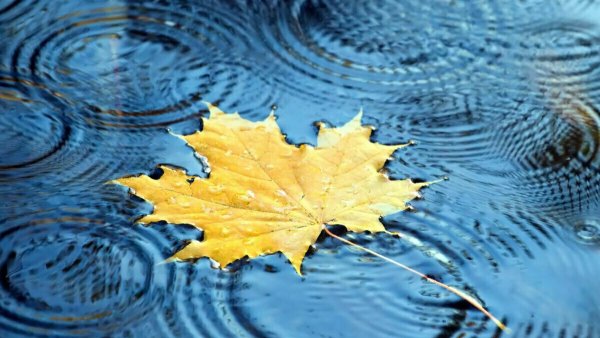 Осень листья дождь