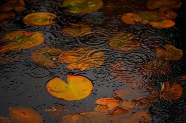 Обои на телефон осень дождь