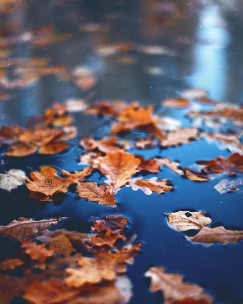 Листья в воде осень