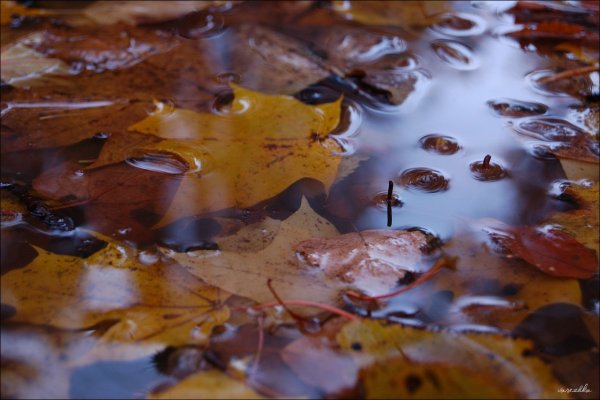 Листья в луже
