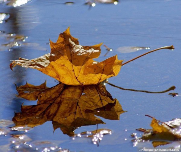 Листья на воде