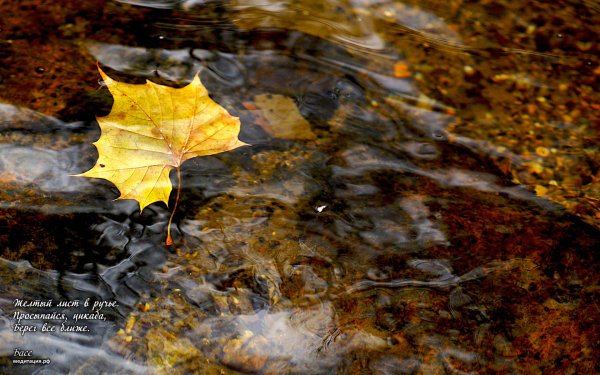 Осенний листок в луже