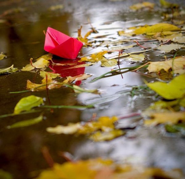 Листья в луже