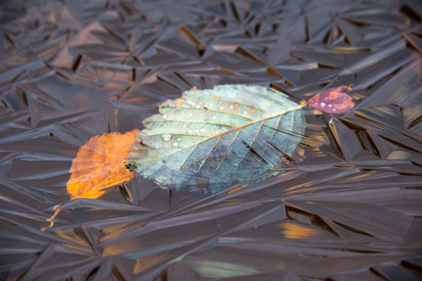 Листик во льду