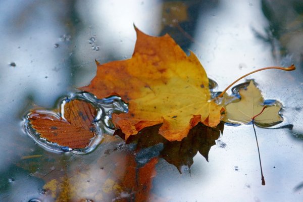 Осенний листочек в луже
