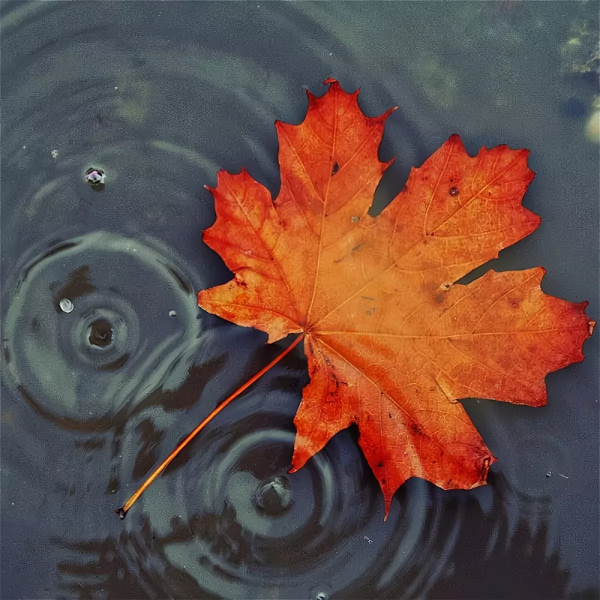 Кленовый лист в луже