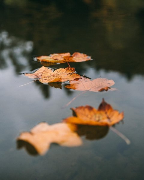 Осенние листья в луже