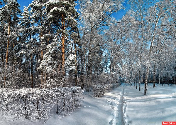 Зимний лес Новосибирск