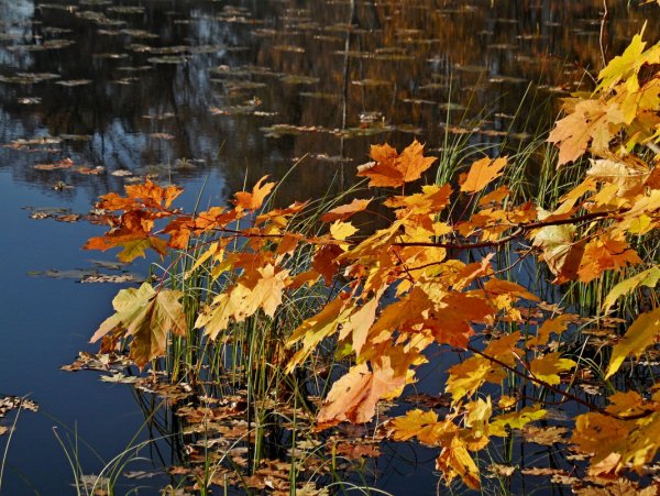 Осенний Мираж