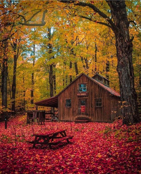 Дом в осеннем лесу