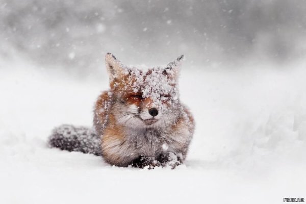 Лисенок в снегу