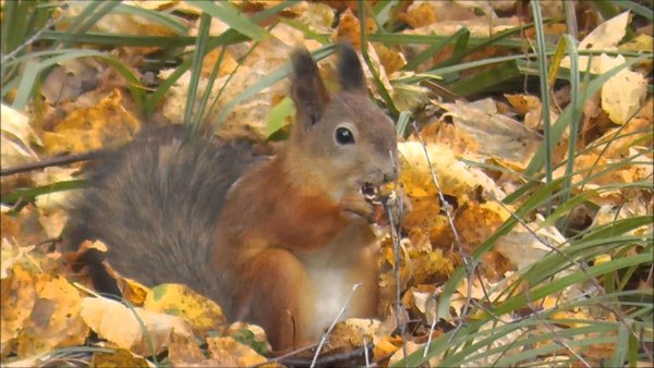 Осень в лесу животные белка заяц