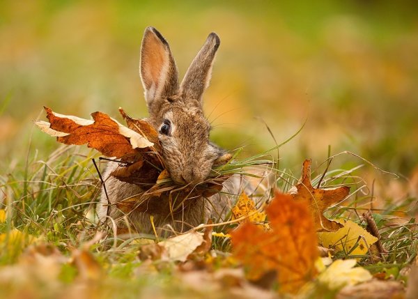Заяц осенью в лесу
