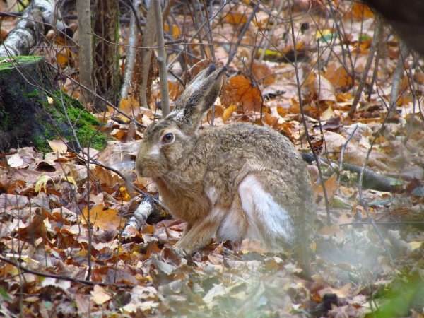 Заяц Русак осенью