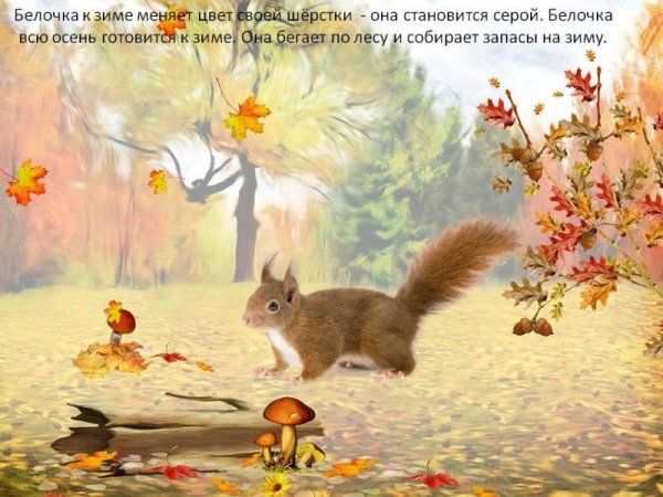 Животные осенью для дошкольников