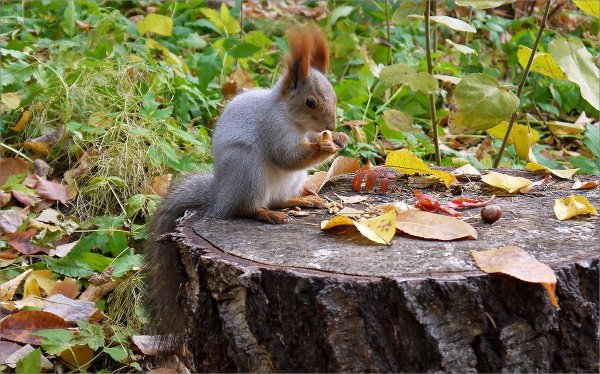 Лесные звери осенью