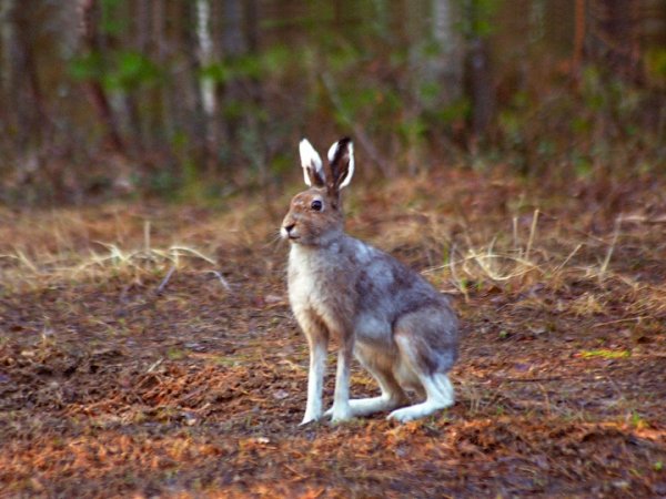 Заяц Беляк в тайге