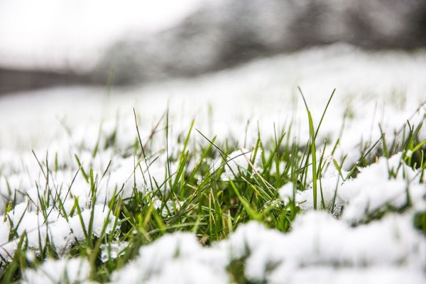 Снеговой Покров