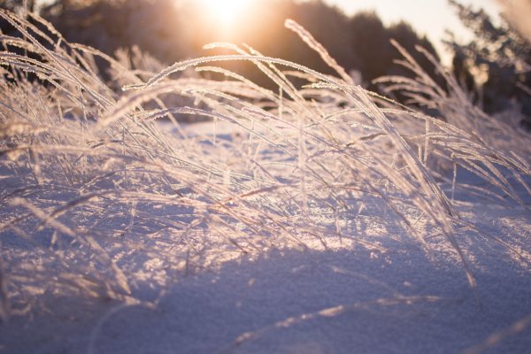 Заснеженная трава