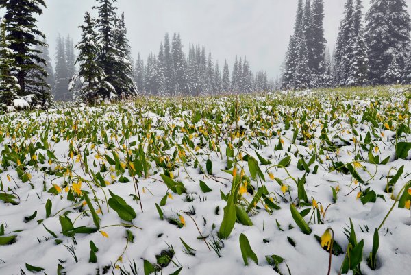 Весенняя Поляна со снегом