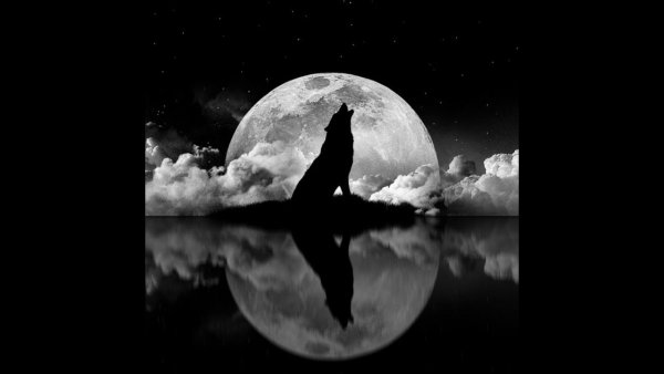 Одинокий волк