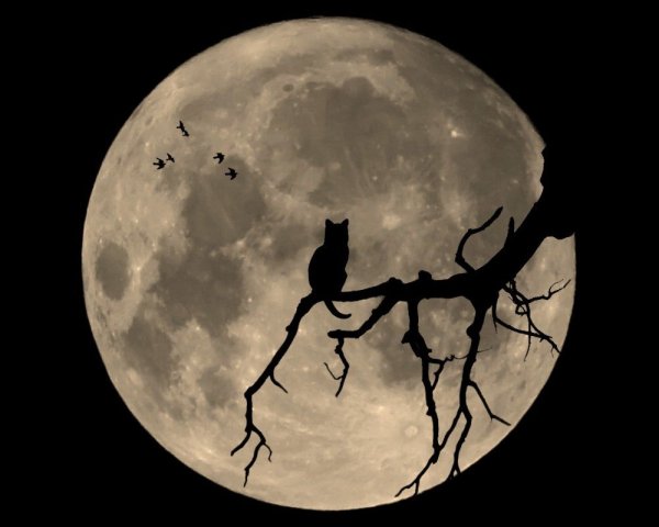 Кот на фоне Луны