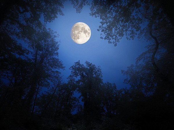 Ночь лес Луна