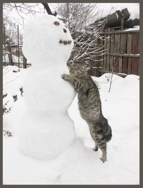 Кот Снеговик