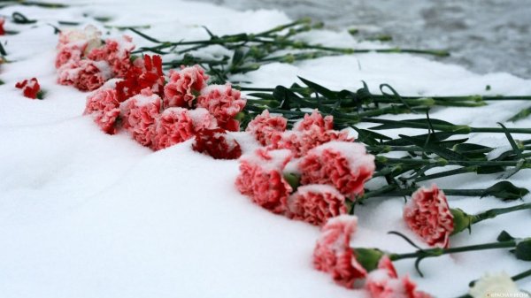 Красные гвоздики на снегу