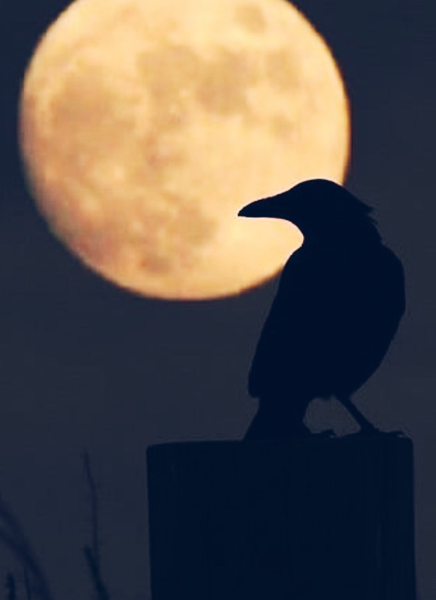 Ворон ночью