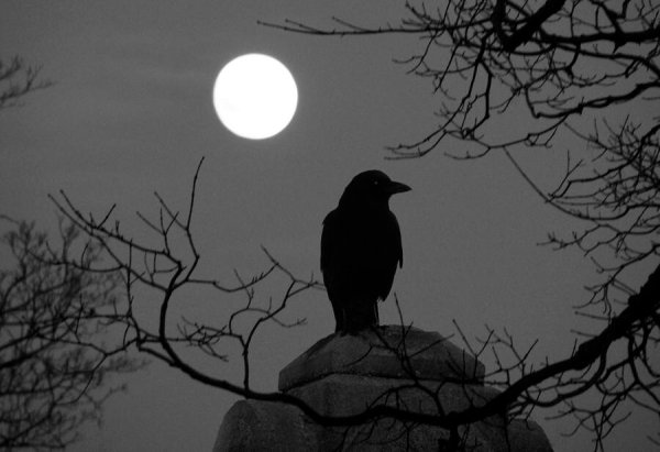 Ворон ночью