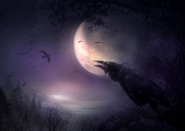 Ворон ночью