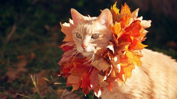 Животные осенью